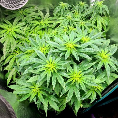 Northern Light growlog timeline photo