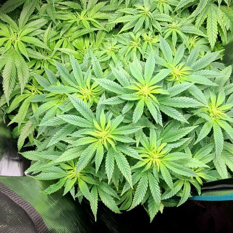 Northern Light growlog timeline photo