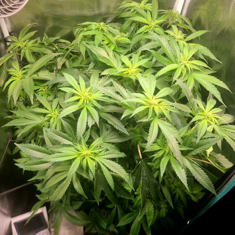 Northern Light growlog timeline photo