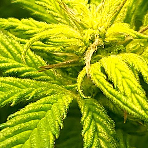 Northern Light growlog timeline photo