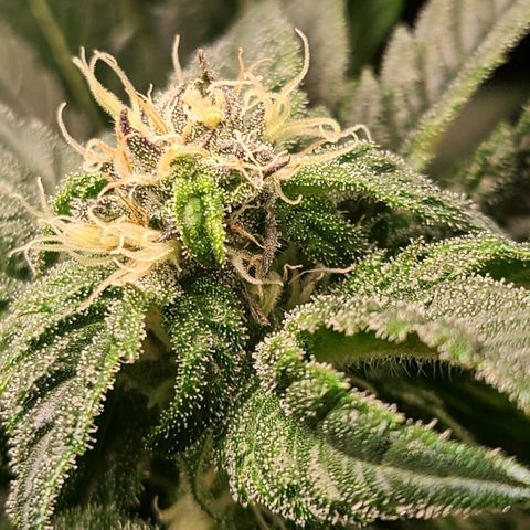 Northern Light growlog timeline photo