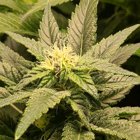 Northern Light growlog timeline photo
