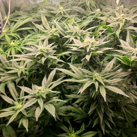 Northern Light growlog timeline photo