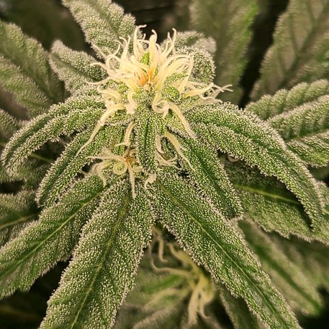 Northern Light growlog timeline photo