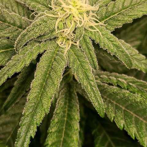 Northern Light growlog timeline photo