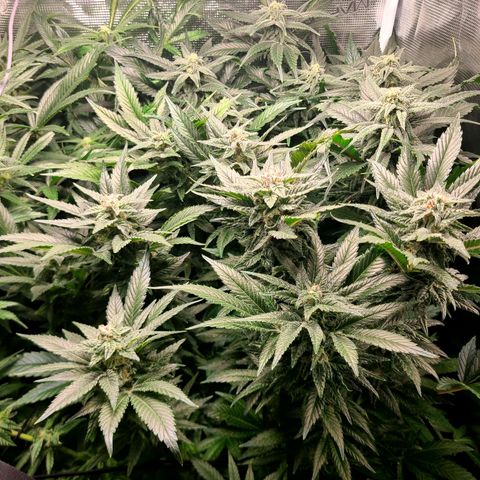 Northern Light growlog timeline photo