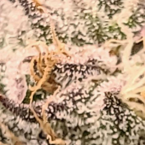 Northern Light growlog timeline photo