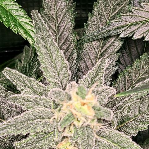 Northern Light growlog timeline photo