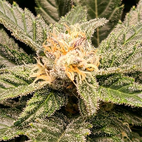 Northern Light growlog timeline photo