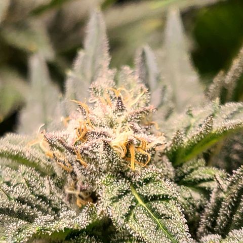 Northern Light growlog timeline photo