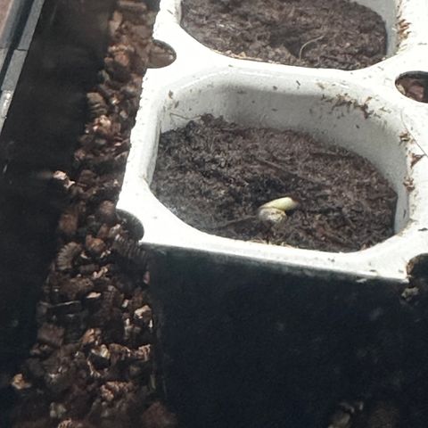 Watermelon Candy Automatic growlog timeline photo