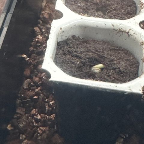 Watermelon Candy Automatic growlog timeline photo