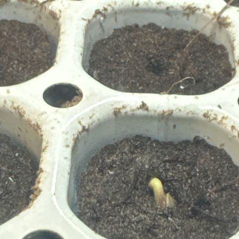 Watermelon Candy Automatic growlog timeline photo