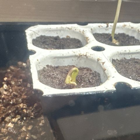 Watermelon Candy Automatic growlog timeline photo