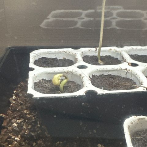 Watermelon Candy Automatic growlog timeline photo