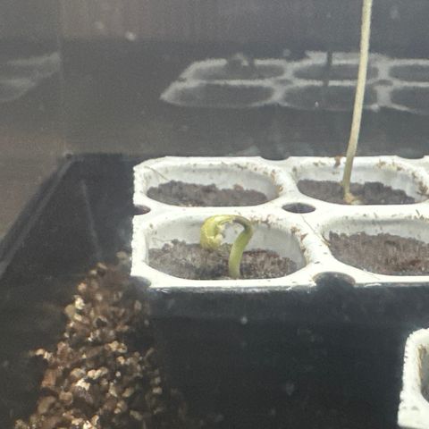 Watermelon Candy Automatic growlog timeline photo