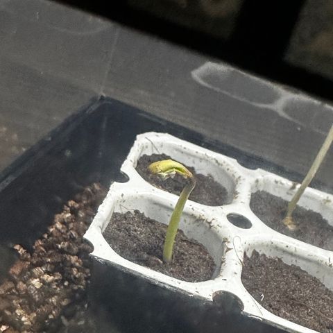 Watermelon Candy Automatic growlog timeline photo