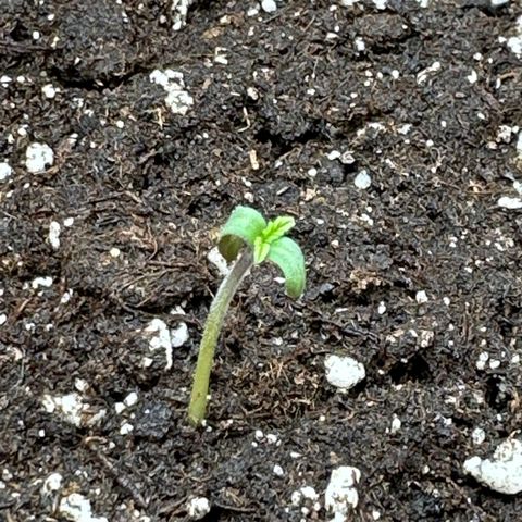 Watermelon Candy Automatic growlog timeline photo