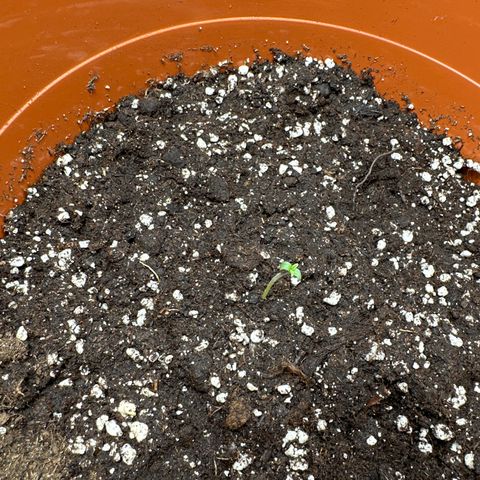 Watermelon Candy Automatic growlog timeline photo
