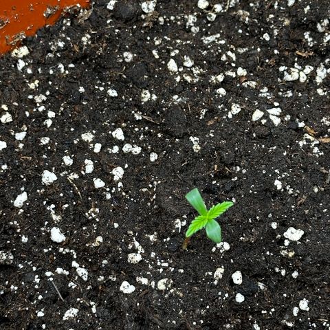 Watermelon Candy Automatic growlog timeline photo