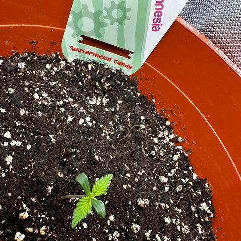 Watermelon Candy Automatic growlog timeline photo