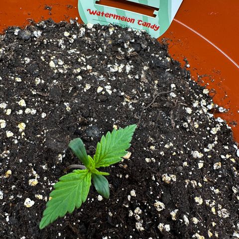 Watermelon Candy Automatic growlog timeline photo