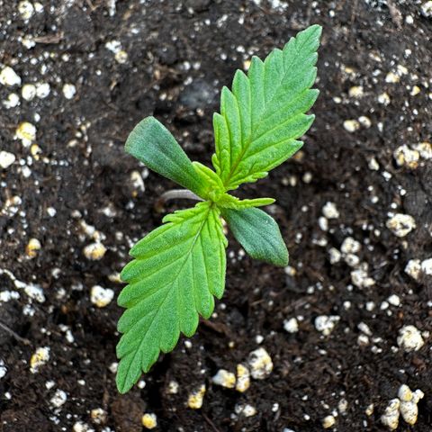 Watermelon Candy Automatic growlog timeline photo
