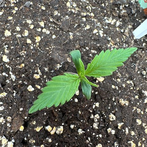 Watermelon Candy Automatic growlog timeline photo