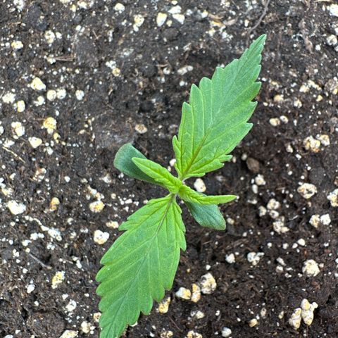Watermelon Candy Automatic growlog timeline photo