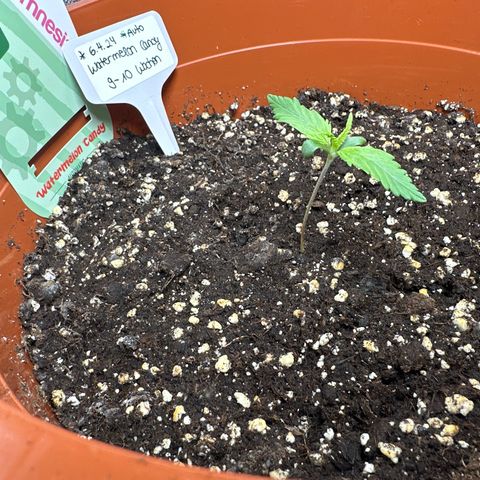 Watermelon Candy Automatic growlog timeline photo