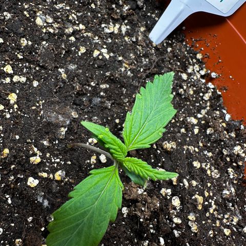 Watermelon Candy Automatic growlog timeline photo