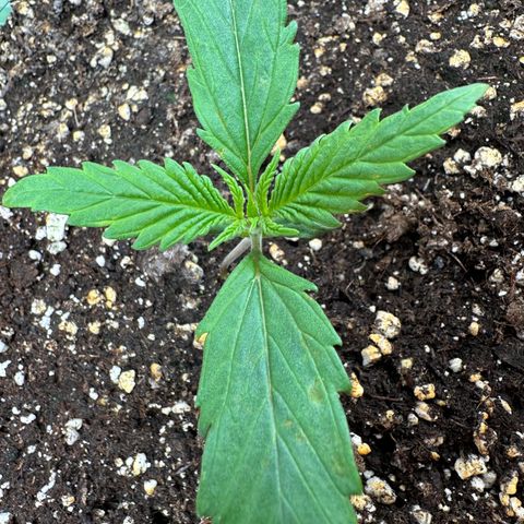 Watermelon Candy Automatic growlog timeline photo