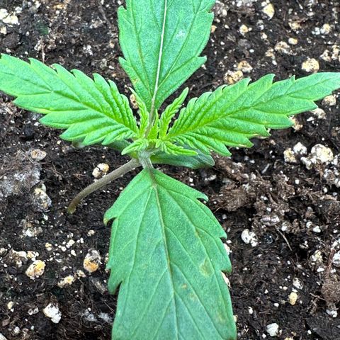 Watermelon Candy Automatic growlog timeline photo