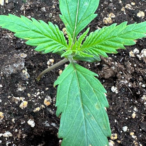 Watermelon Candy Automatic growlog timeline photo