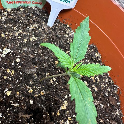 Watermelon Candy Automatic growlog timeline photo