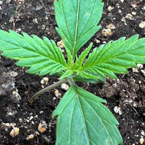 Watermelon Candy Automatic growlog timeline photo