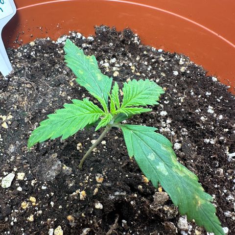 Watermelon Candy Automatic growlog photo: Was sind das für Flecke? Mangel?