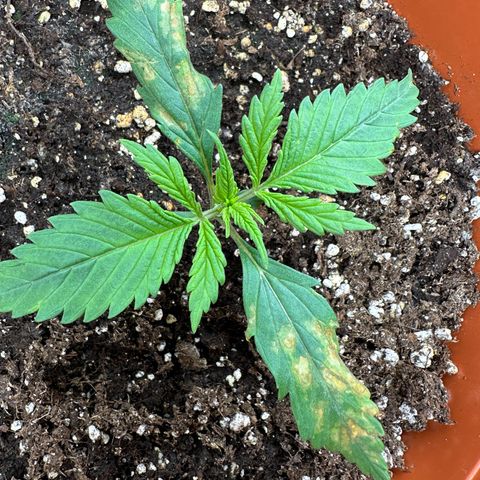 Watermelon Candy Automatic growlog timeline photo