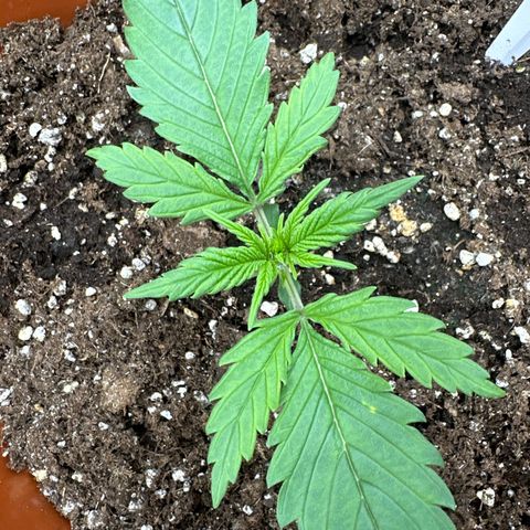 Watermelon Candy Automatic growlog timeline photo