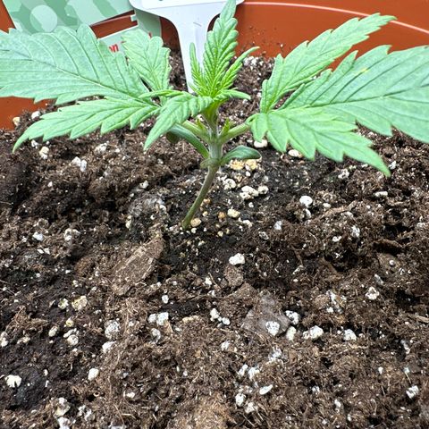 Watermelon Candy Automatic growlog timeline photo