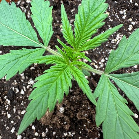 Watermelon Candy Automatic growlog timeline photo