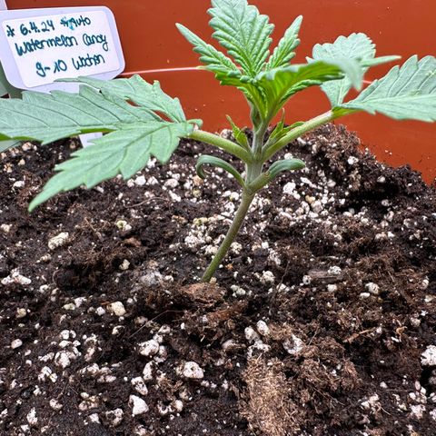 Watermelon Candy Automatic growlog timeline photo