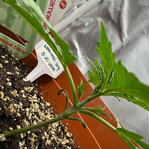 Watermelon Candy Automatic growlog timeline photo