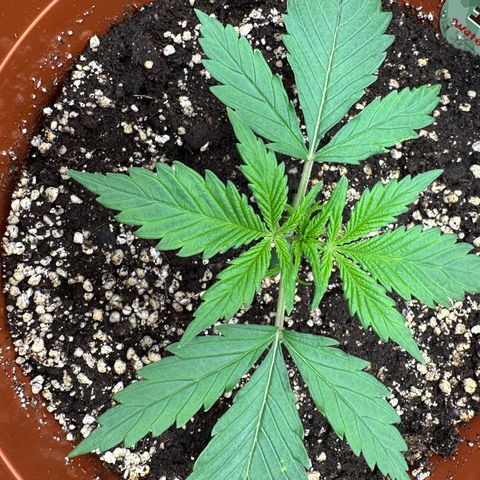 Watermelon Candy Automatic growlog timeline photo