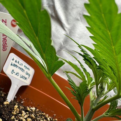 Watermelon Candy Automatic growlog timeline photo