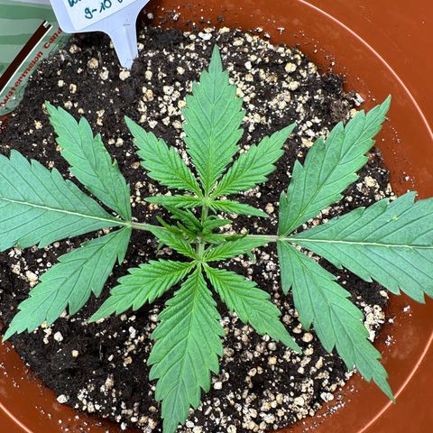 Watermelon Candy Automatic growlog timeline photo