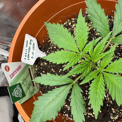 Watermelon Candy Automatic growlog timeline photo