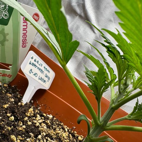 Watermelon Candy Automatic growlog timeline photo