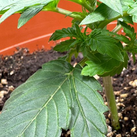 Watermelon Candy Automatic growlog timeline photo