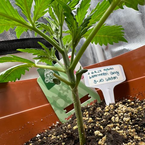 Watermelon Candy Automatic growlog timeline photo